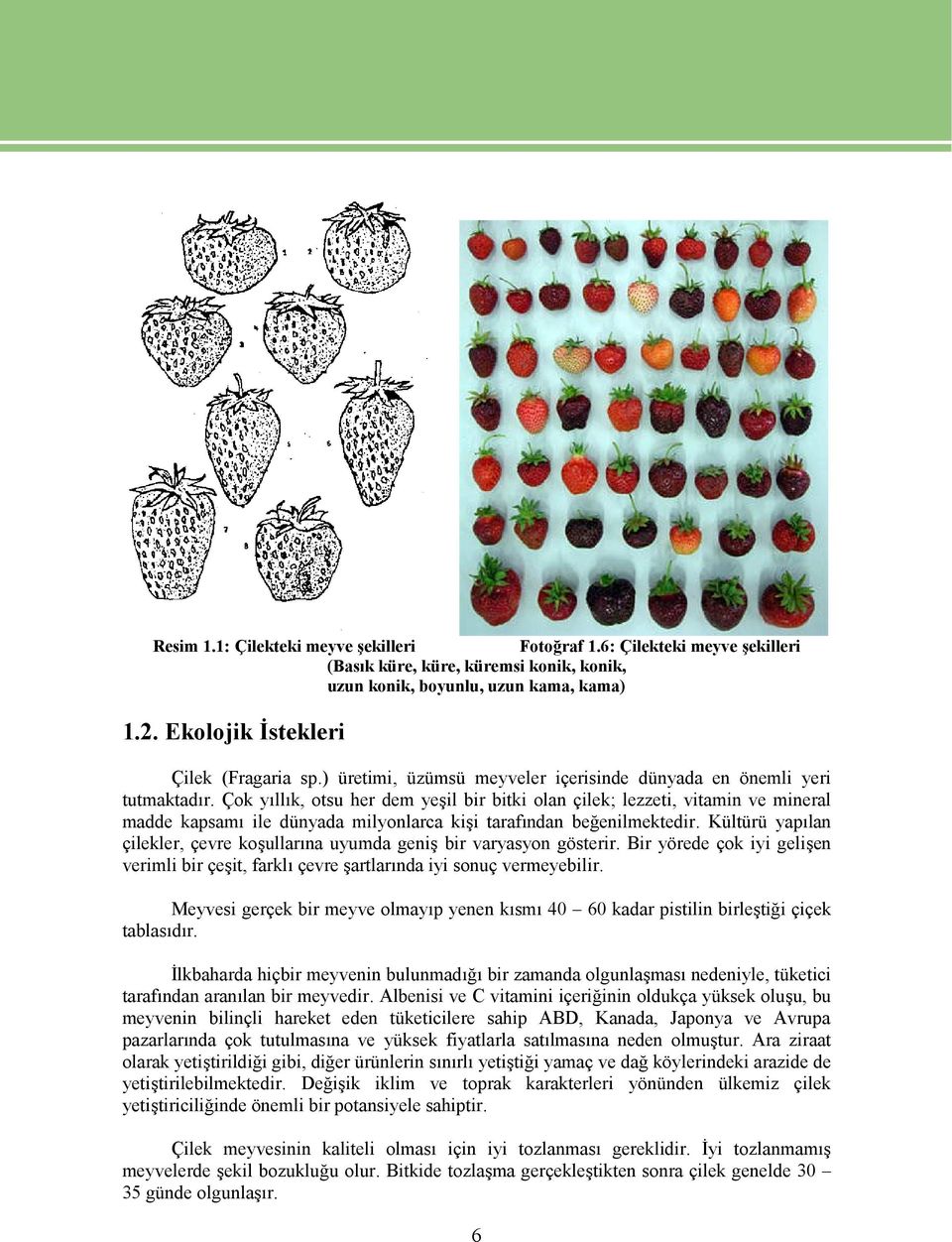 Çok yıllık, otsu her dem yeşil bir bitki olan çilek; lezzeti, vitamin ve mineral madde kapsamı ile dünyada milyonlarca kişi tarafından beğenilmektedir.