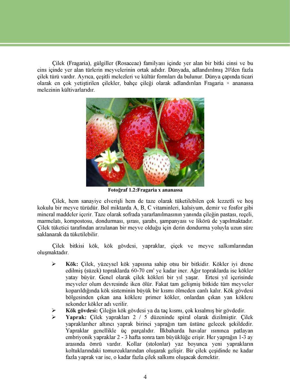Fotoğraf 1.2:Fragaria x ananassa Çilek, hem sanayiye elverişli hem de taze olarak tüketilebilen çok lezzetli ve hoş kokulu bir meyve türüdür.