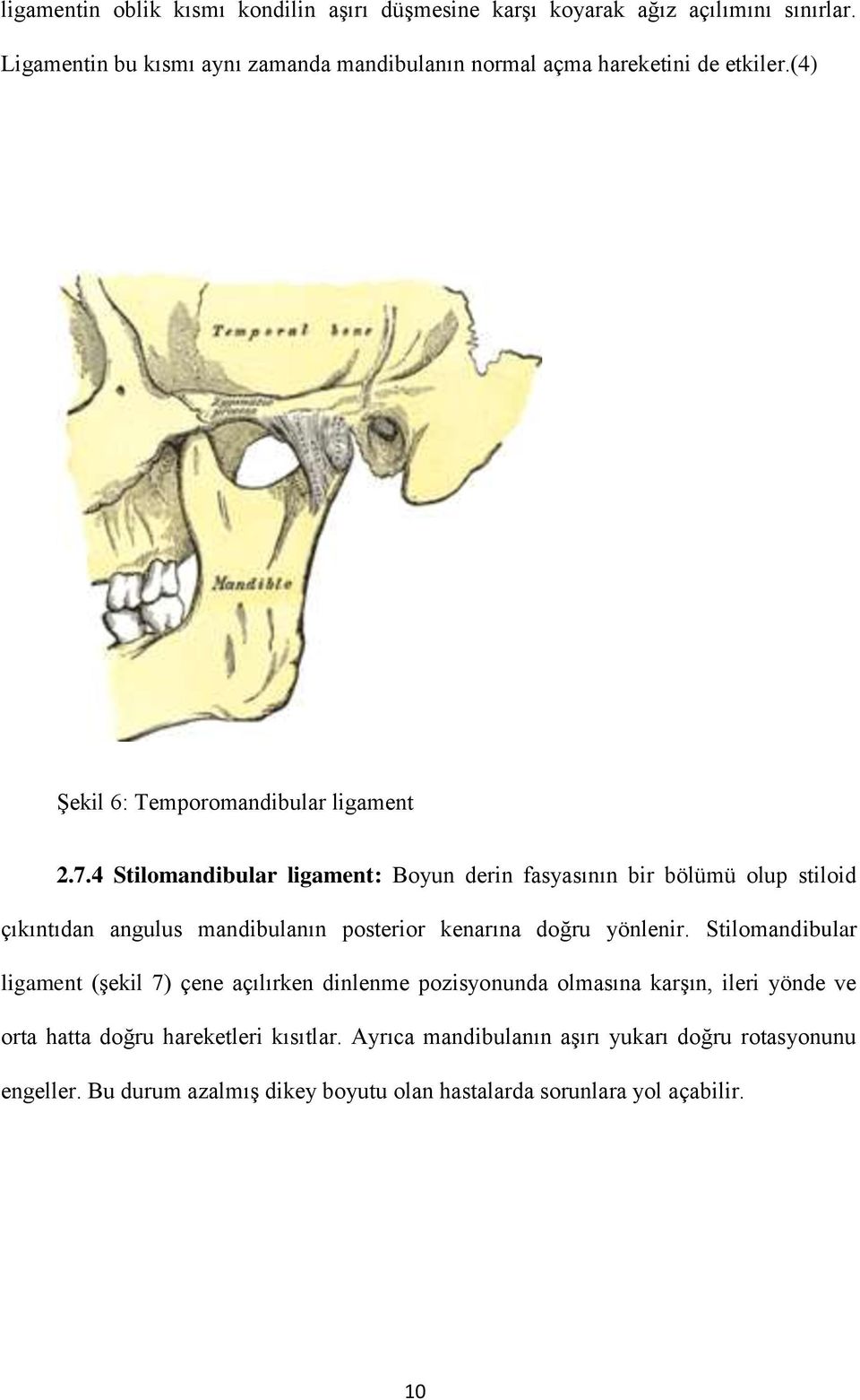 4 Stilomandibular ligament: Boyun derin fasyasının bir bölümü olup stiloid çıkıntıdan angulus mandibulanın posterior kenarına doğru yönlenir.