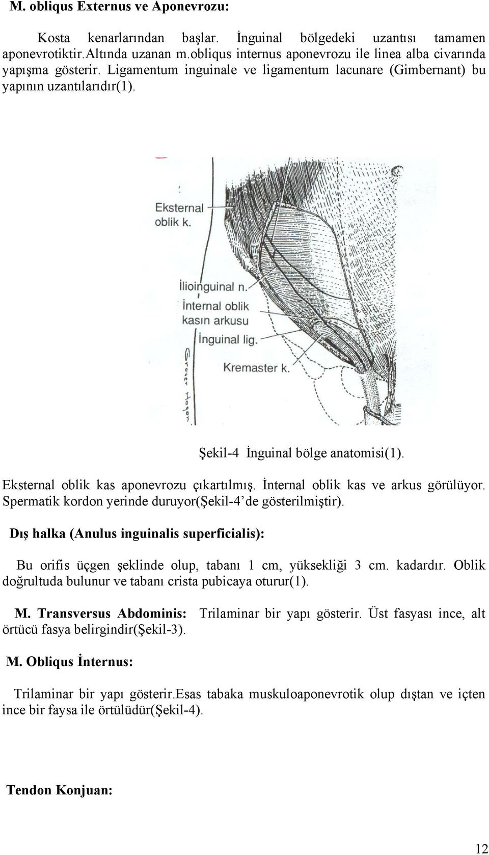 Eksternal oblik kas aponevrozu çıkartılmış. İnternal oblik kas ve arkus görülüyor. Spermatik kordon yerinde duruyor(şekil-4 de gösterilmiştir).