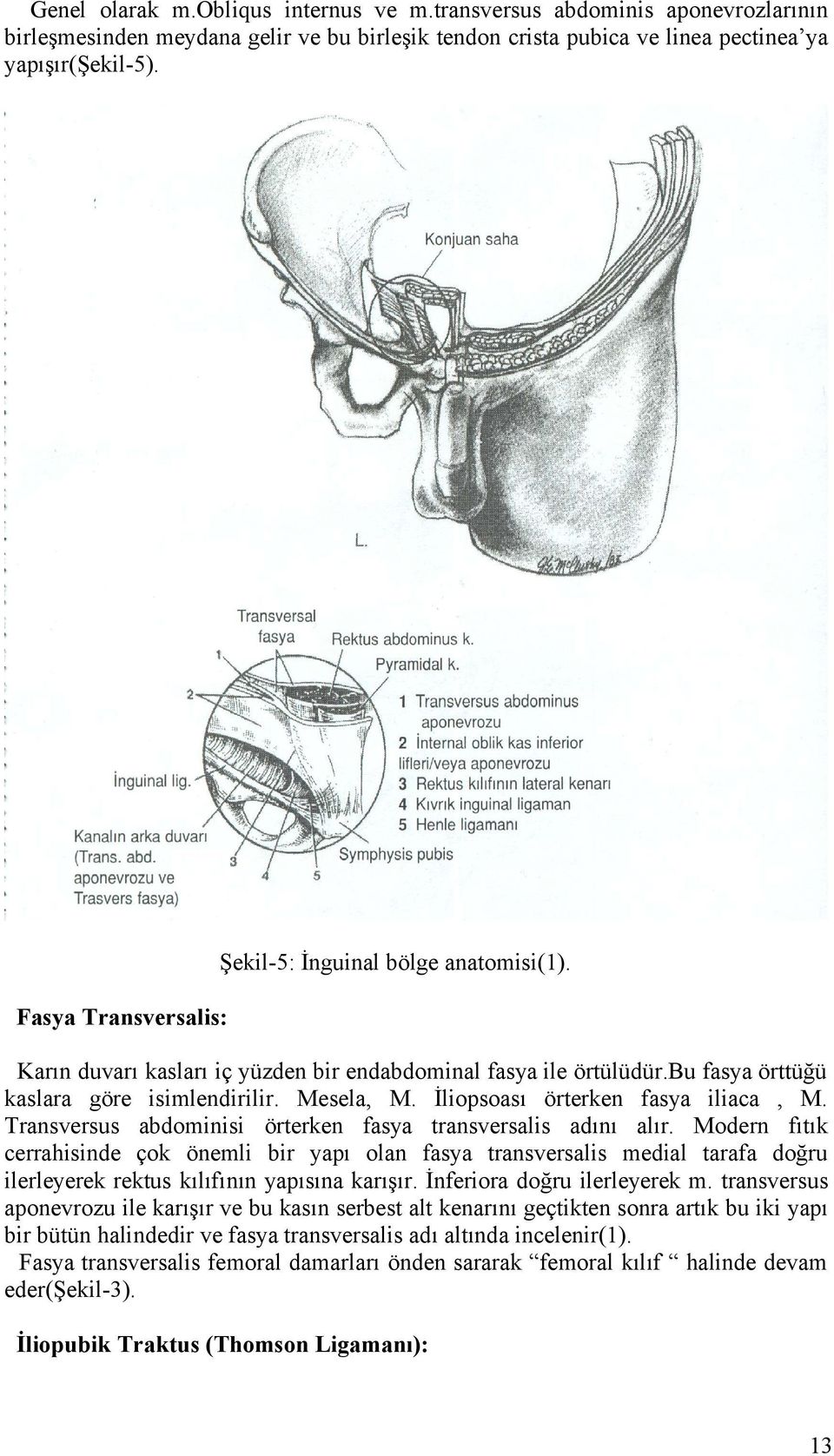 İliopsoası örterken fasya iliaca, M. Transversus abdominisi örterken fasya transversalis adını alır.