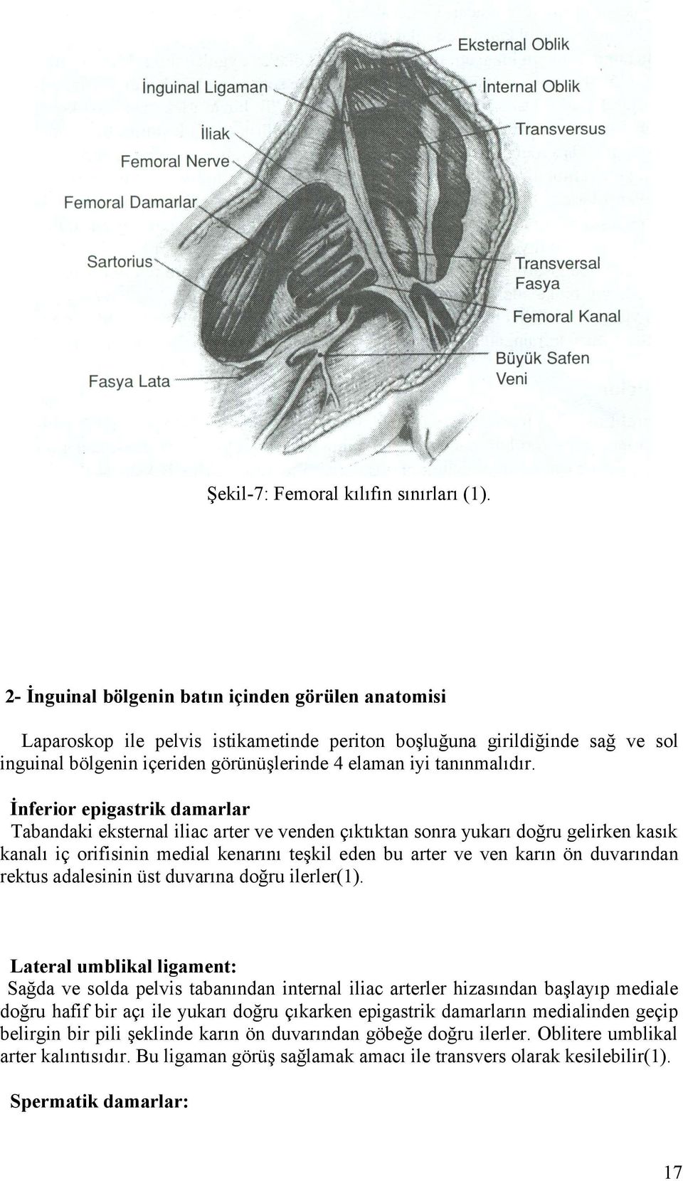 İnferior epigastrik damarlar Tabandaki eksternal iliac arter ve venden çıktıktan sonra yukarı doğru gelirken kasık kanalı iç orifisinin medial kenarını teşkil eden bu arter ve ven karın ön duvarından