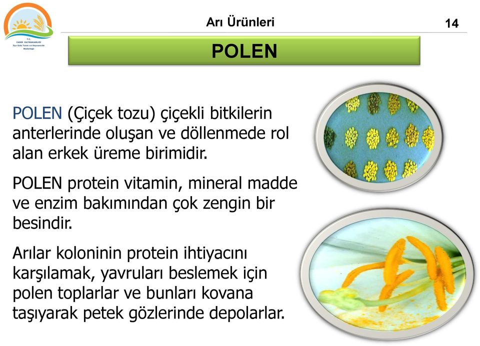 POLEN protein vitamin, mineral madde ve enzim bakımından çok zengin bir besindir.