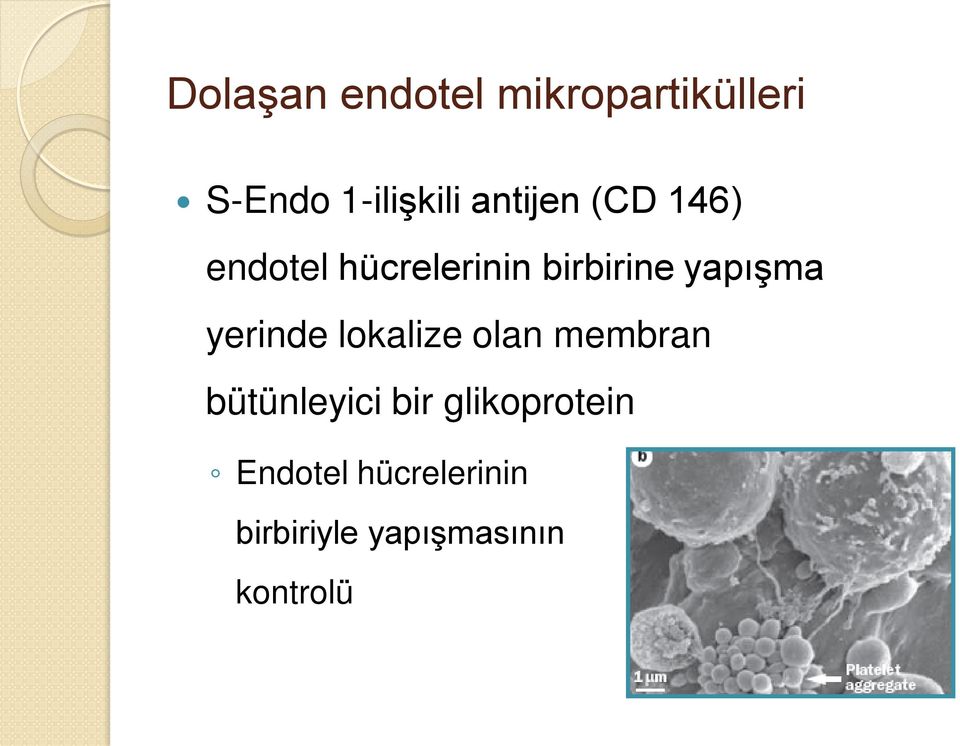 yapışma yerinde lokalize olan membran bütünleyici bir