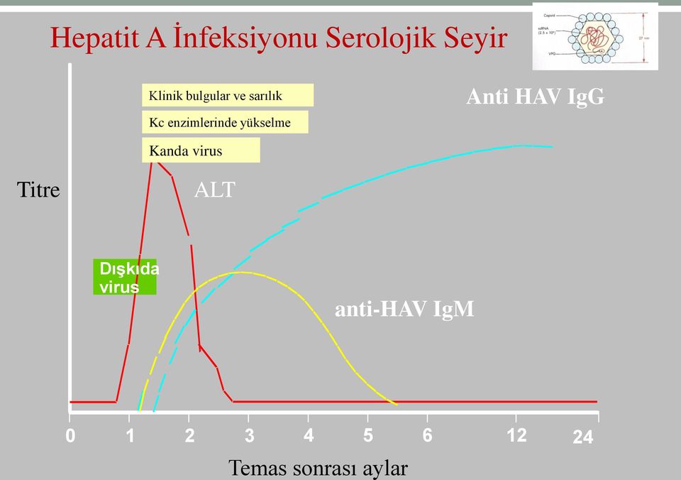 Anti HAV IgG Kanda virus Titre ALT DıĢkıda