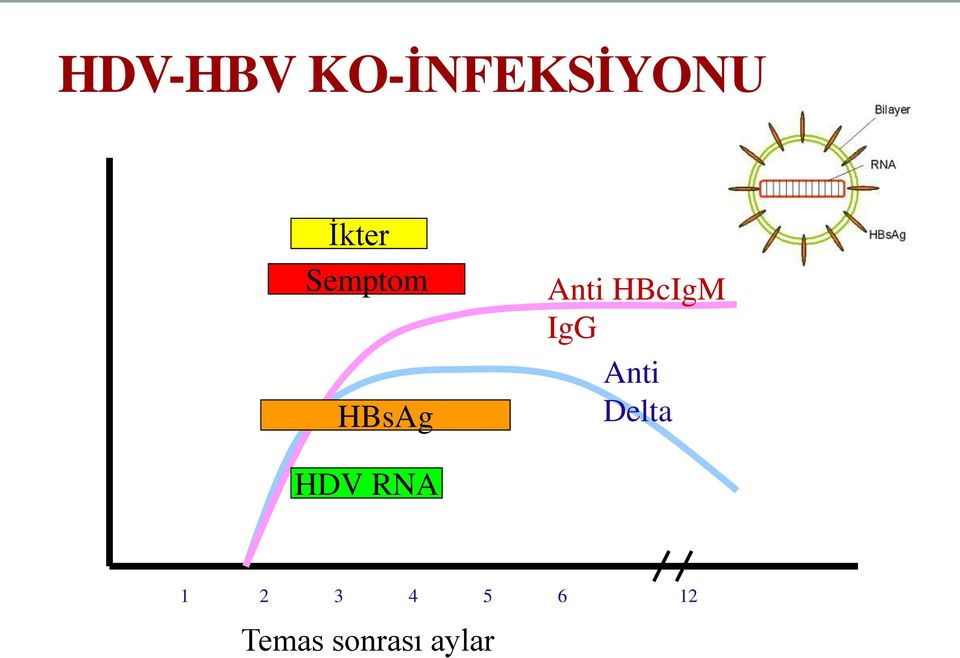 HBcIgM IgG Anti Delta HDV