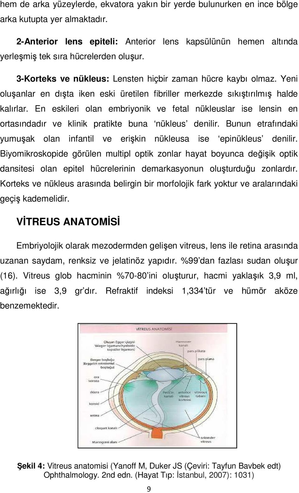 Yeni oluşanlar en dışta iken eski üretilen fibriller merkezde sıkıştırılmış halde kalırlar.