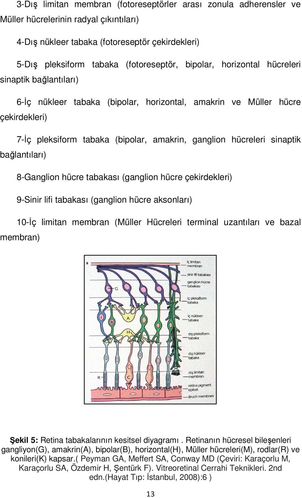 sinaptik bağlantıları) 8-Ganglion hücre tabakası (ganglion hücre çekirdekleri) 9-Sinir lifi tabakası (ganglion hücre aksonları) 10-İç limitan membran (Müller Hücreleri terminal uzantıları ve bazal