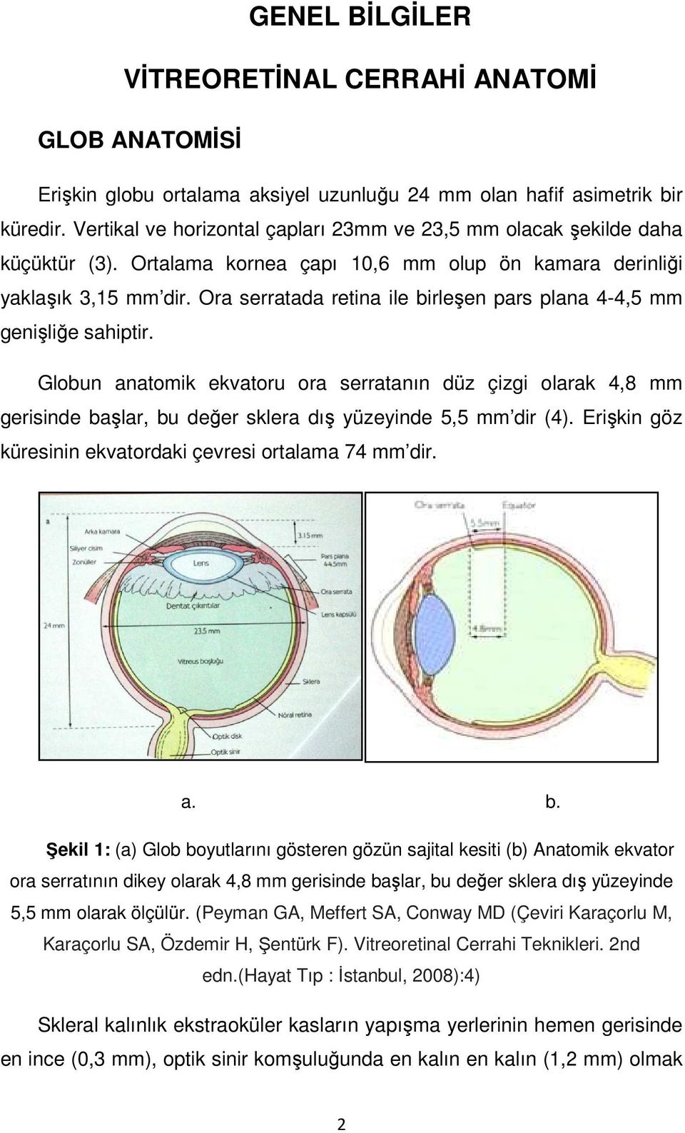 Ora serratada retina ile birleşen en pars plana 4-4,5 mm genişliğe sahiptir.