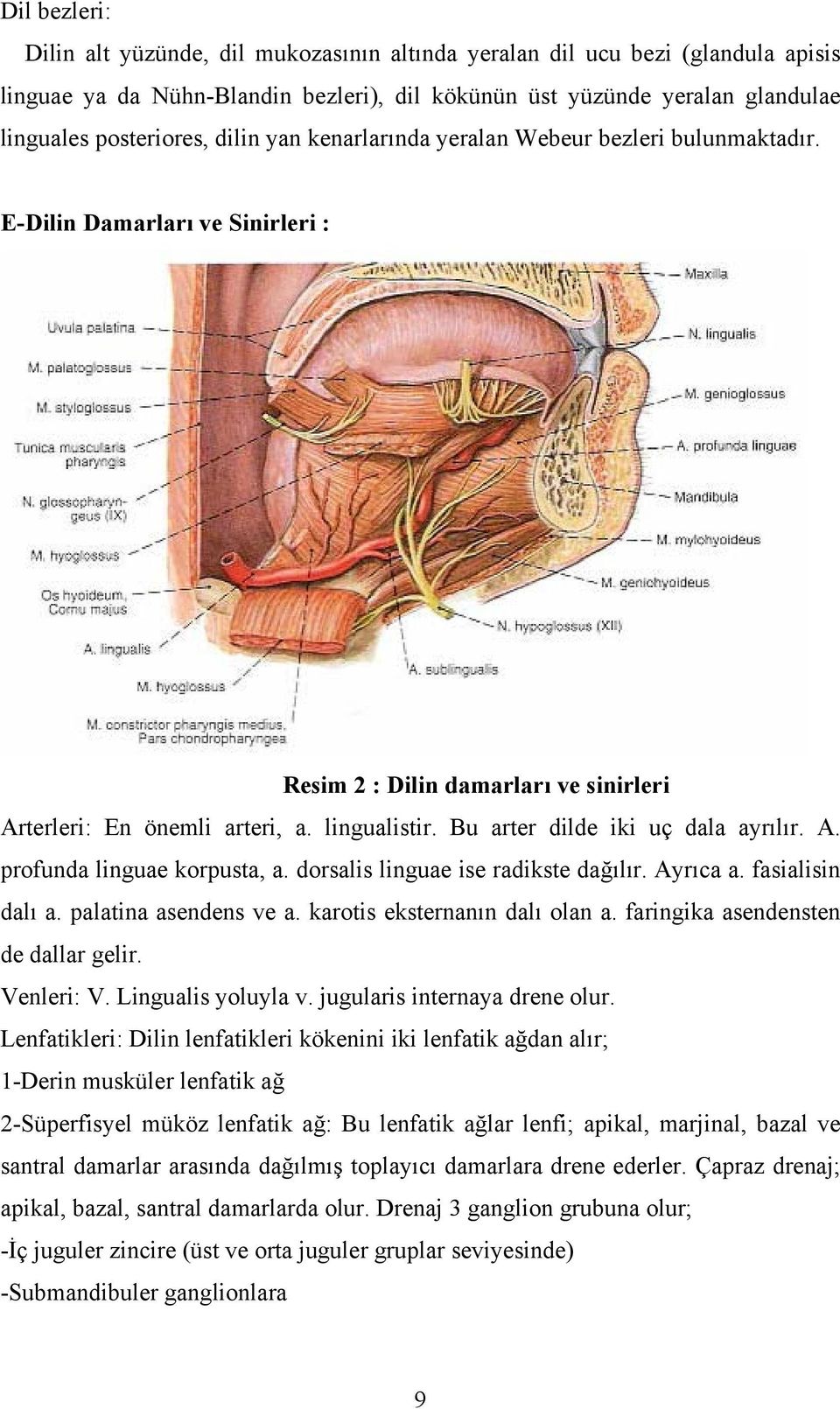 Bu arter dilde iki uç dala ayrılır. A. profunda linguae korpusta, a. dorsalis linguae ise radikste dağılır. Ayrıca a. fasialisin dalı a. palatina asendens ve a. karotis eksternanın dalı olan a.