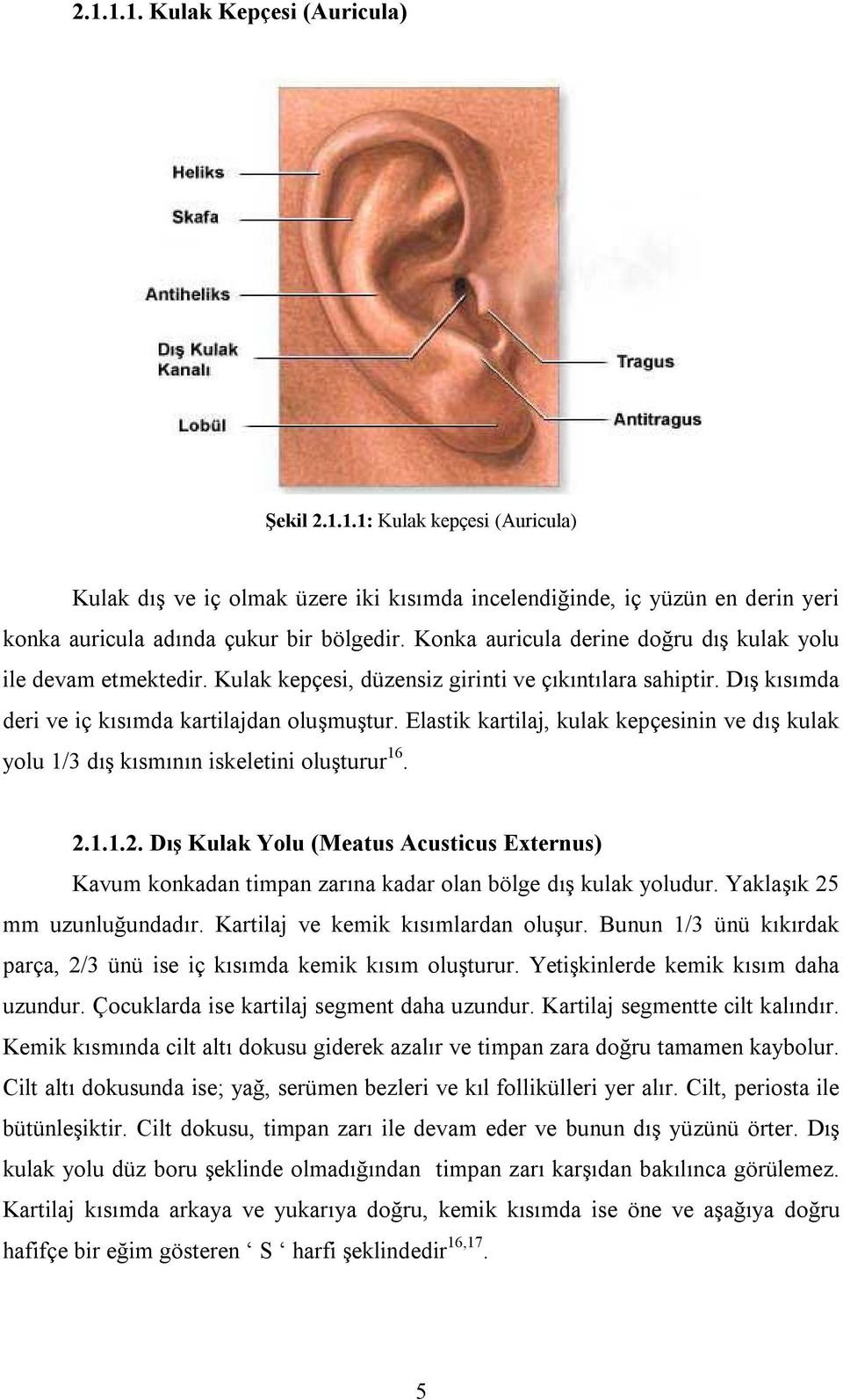 Elastik kartilaj, kulak kepçesinin ve dış kulak yolu 1/3 dış kısmının iskeletini oluşturur 16. 2.