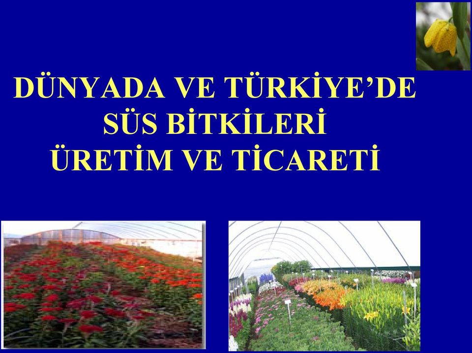 SÜS BİTKİLERİ