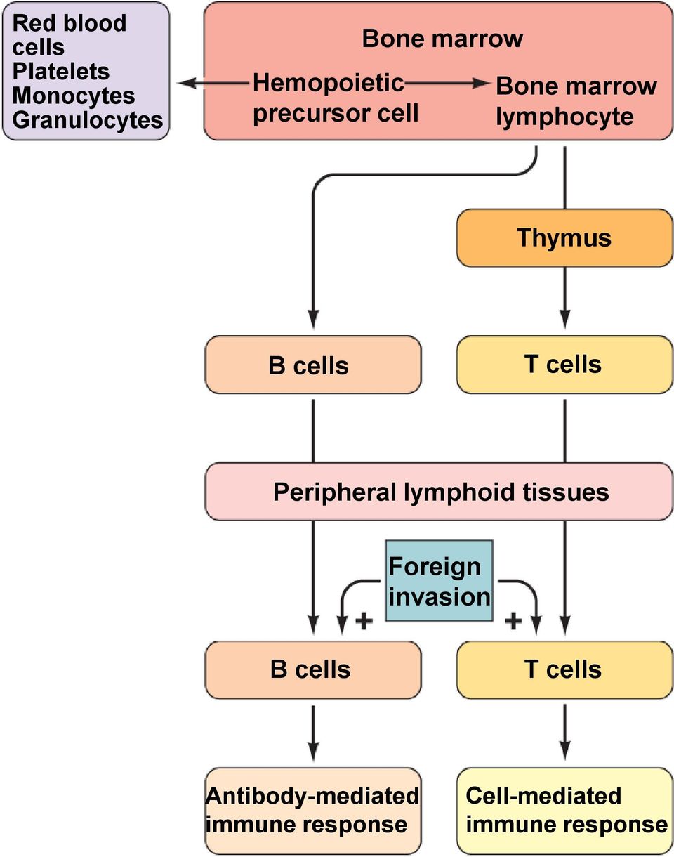 Thymus B cells T cells Peripheral lymphoid tissues Foreign invasion B