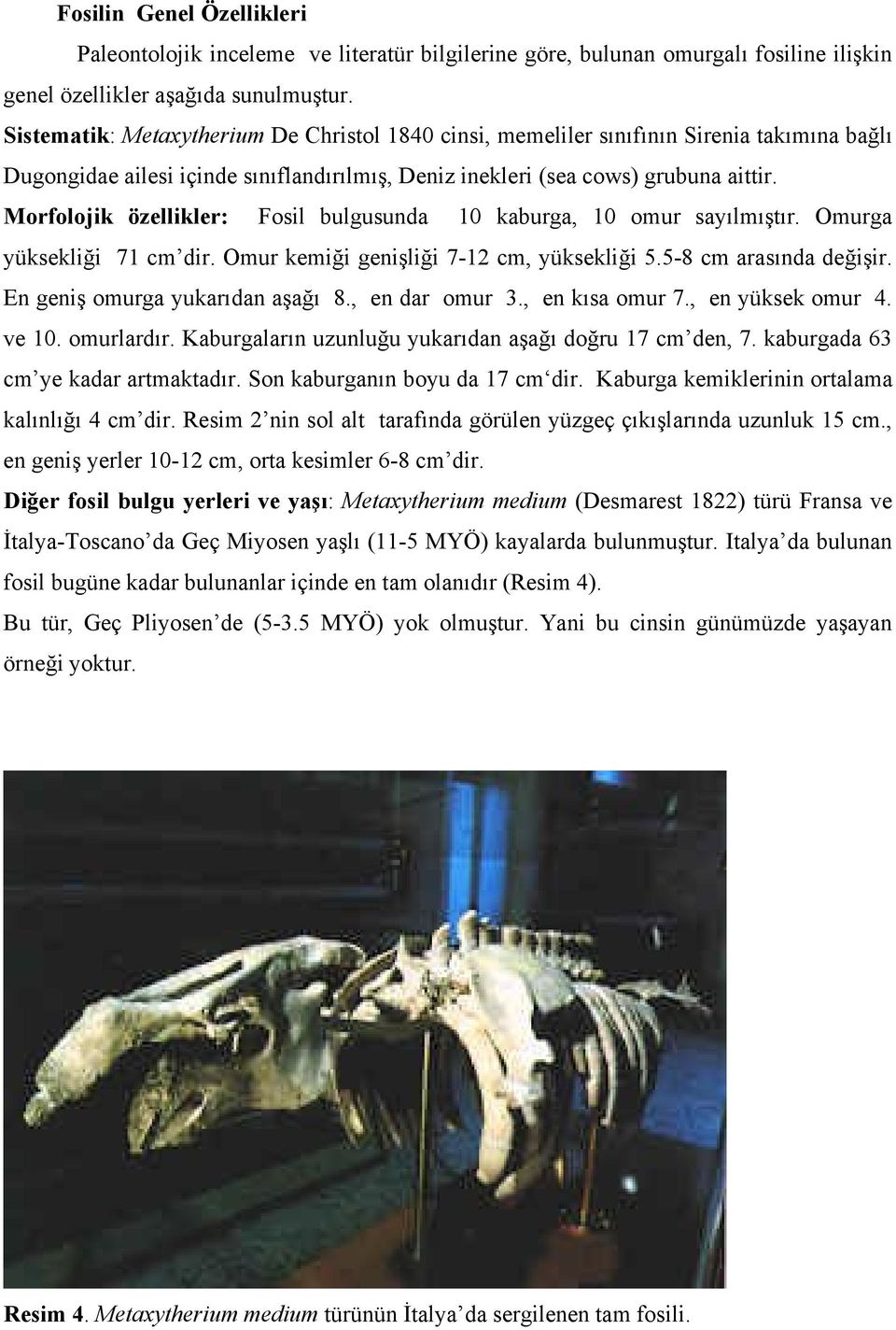 Morfolojik özellikler: Fosil bulgusunda 10 kaburga, 10 omur sayılmıştır. Omurga yüksekliği 71 cm dir. Omur kemiği genişliği 7-12 cm, yüksekliği 5.5-8 cm arasında değişir.