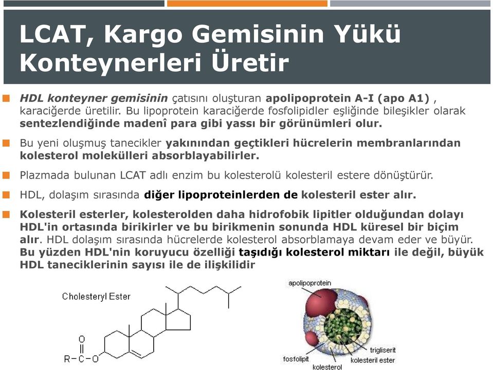 Bu yeni oluşmuş tanecikler yakınından geçtikleri hücrelerin membranlarından kolesterol molekülleri absorblayabilirler. Plazmada bulunan LCAT adlı enzim bu kolesterolü kolesteril estere dönüştürür.