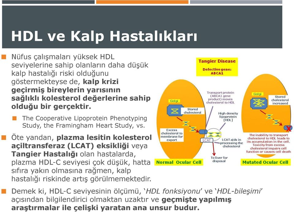 Öte yandan, plazma lesitin kolesterol açiltransferaz (LCAT) eksikliği veya Tangier Hastalığı olan hastalarda, plazma HDL-C seviyesi çok düşük, hatta sıfıra yakın olmasına rağmen,