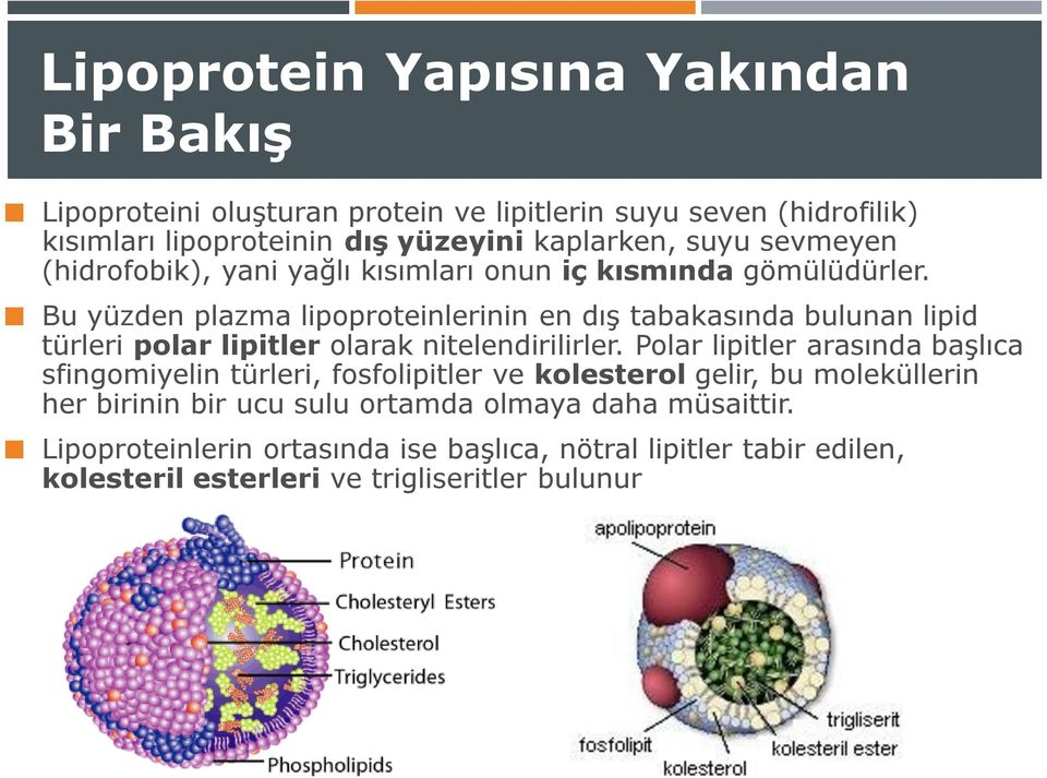 Bu yüzden plazma lipoproteinlerinin en dış tabakasında bulunan lipid türleri polar lipitler olarak nitelendirilirler.