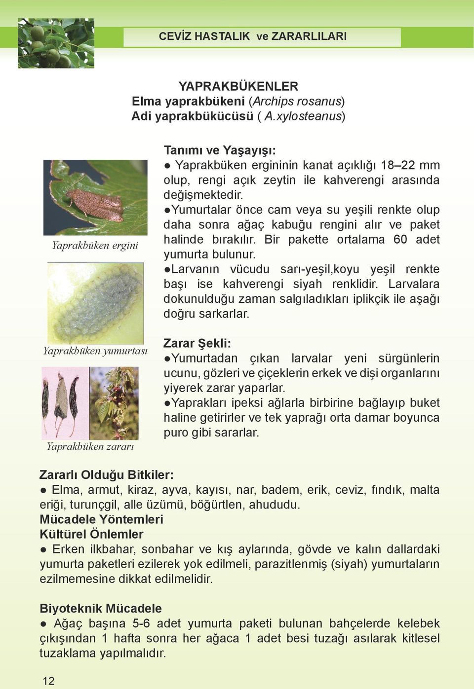 xylosteanus) rosanus) Adi Adi yaprakbükücüsü ( A.