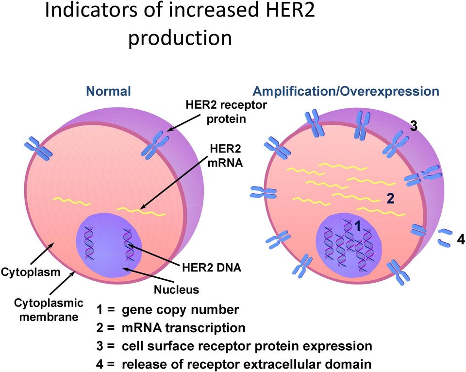 Cytoplasm Cytoplasmic membrane Nucleus HER2 DNA 1 = gene copy number 2 =