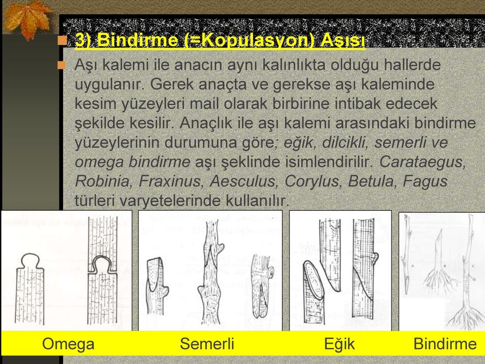 Anaçlık ile aşı kalemi arasındaki bindirme yüzeylerinin durumuna göre; eğik, dilcikli, semerli ve omega bindirme aşı