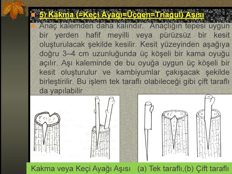 Kesit yüzeyinden aşağıya doğru 3 4 cm uzunluğunda üç köşeli bir kama oyuğu açılır.