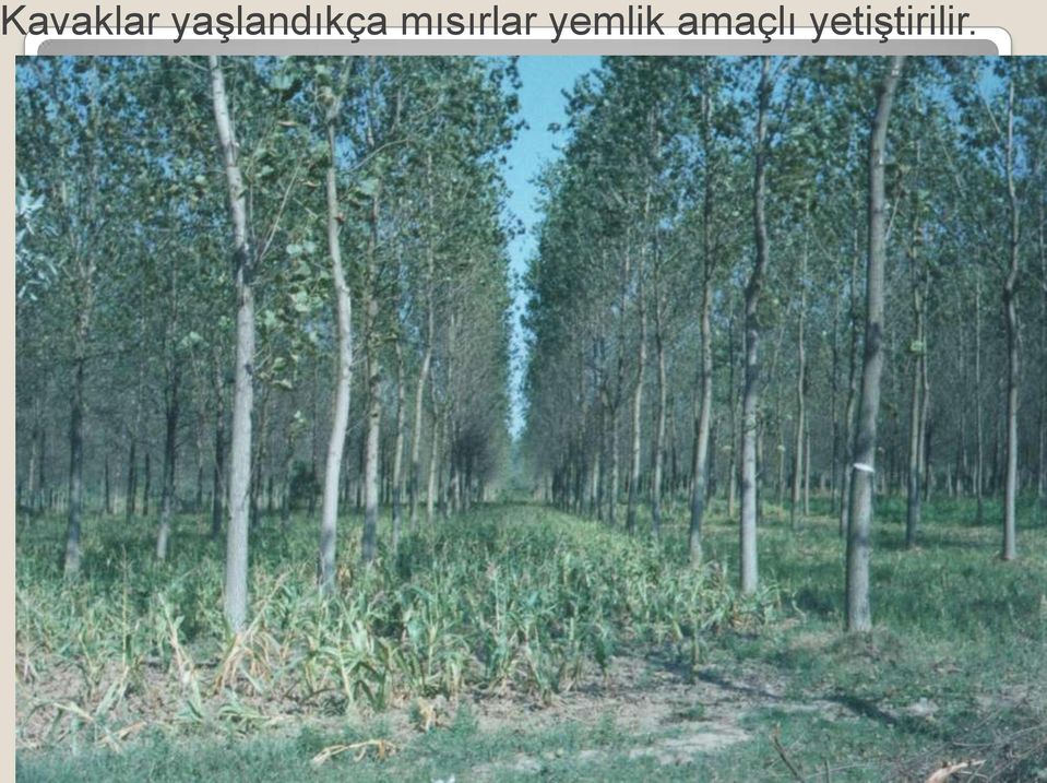 mısırlar