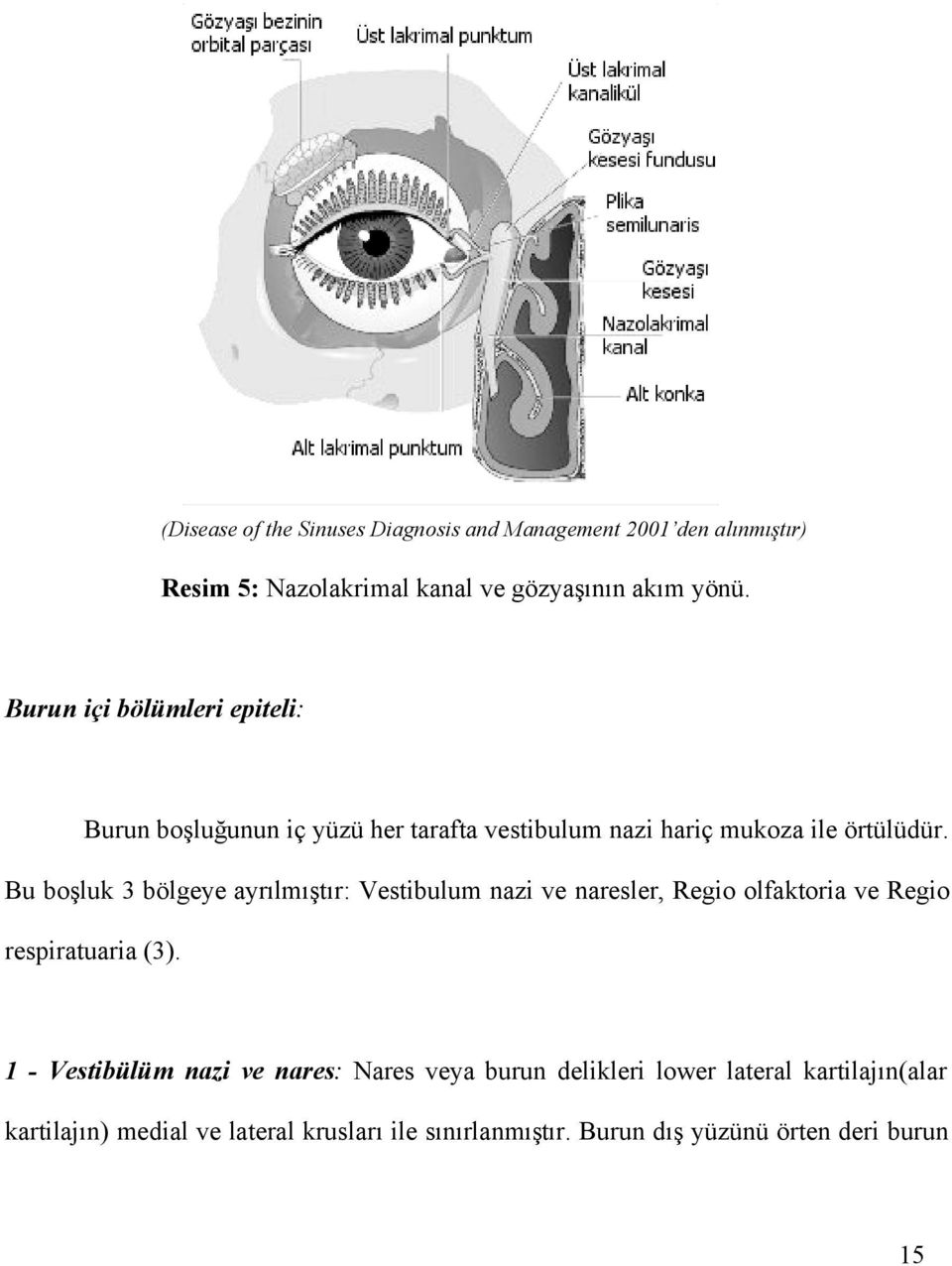 Bu boşluk 3 bölgeye ayrılmıştır: Vestibulum nazi ve naresler, Regio olfaktoria ve Regio respiratuaria (3).