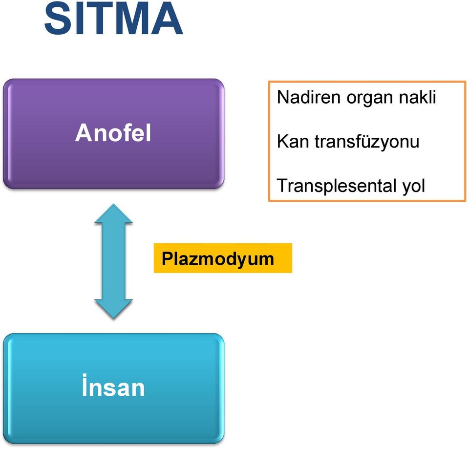 transfüzyonu