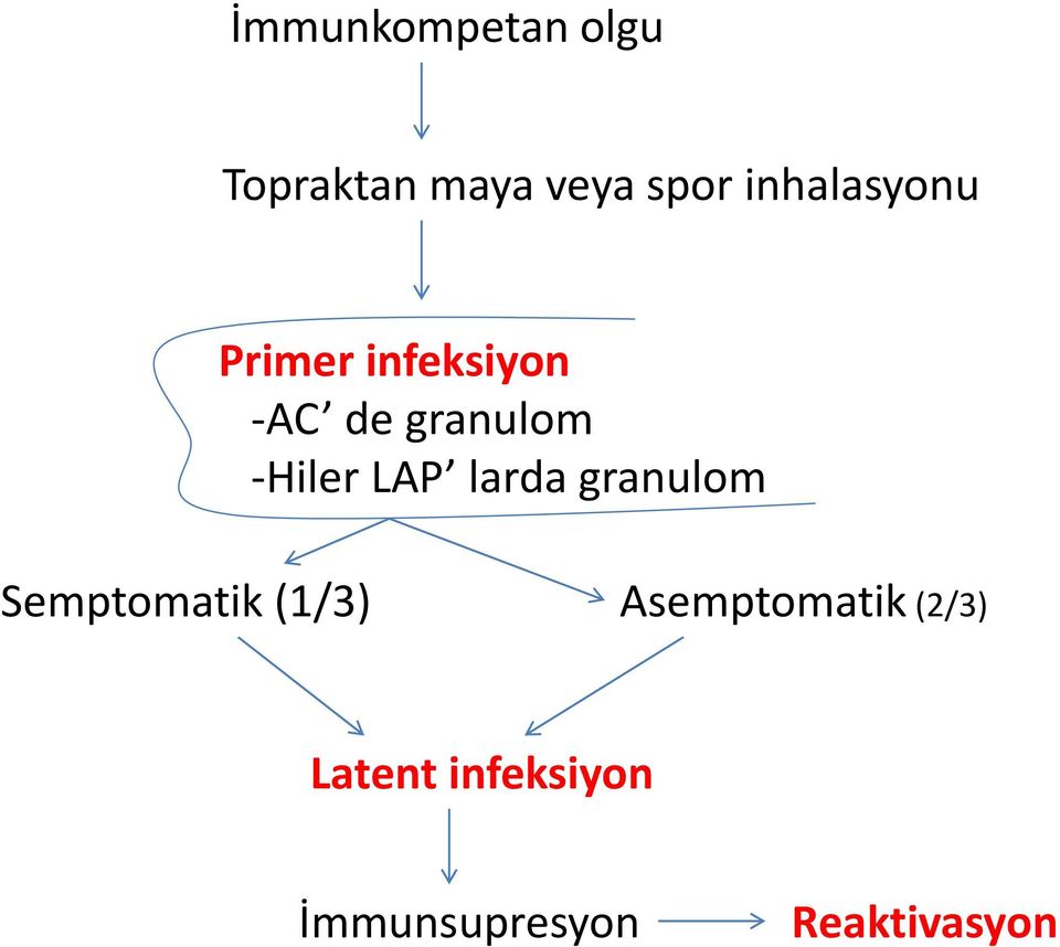 -Hiler LAP larda granulom Semptomatik (1/3)