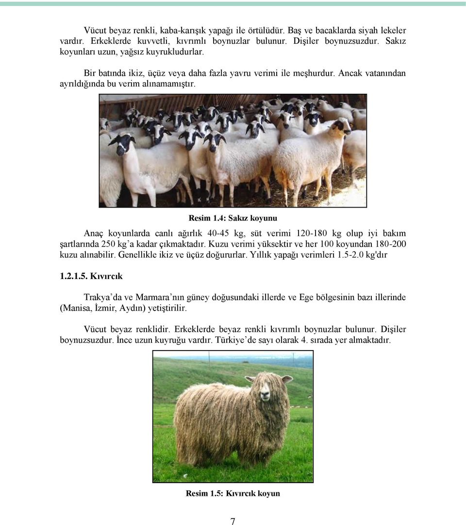 4: Sakız koyunu Anaç koyunlarda canlı ağırlık 40-45 kg, süt verimi 120-180 kg olup iyi bakım şartlarında 250 kg a kadar çıkmaktadır. Kuzu verimi yüksektir ve her 100 koyundan 180-200 kuzu alınabilir.