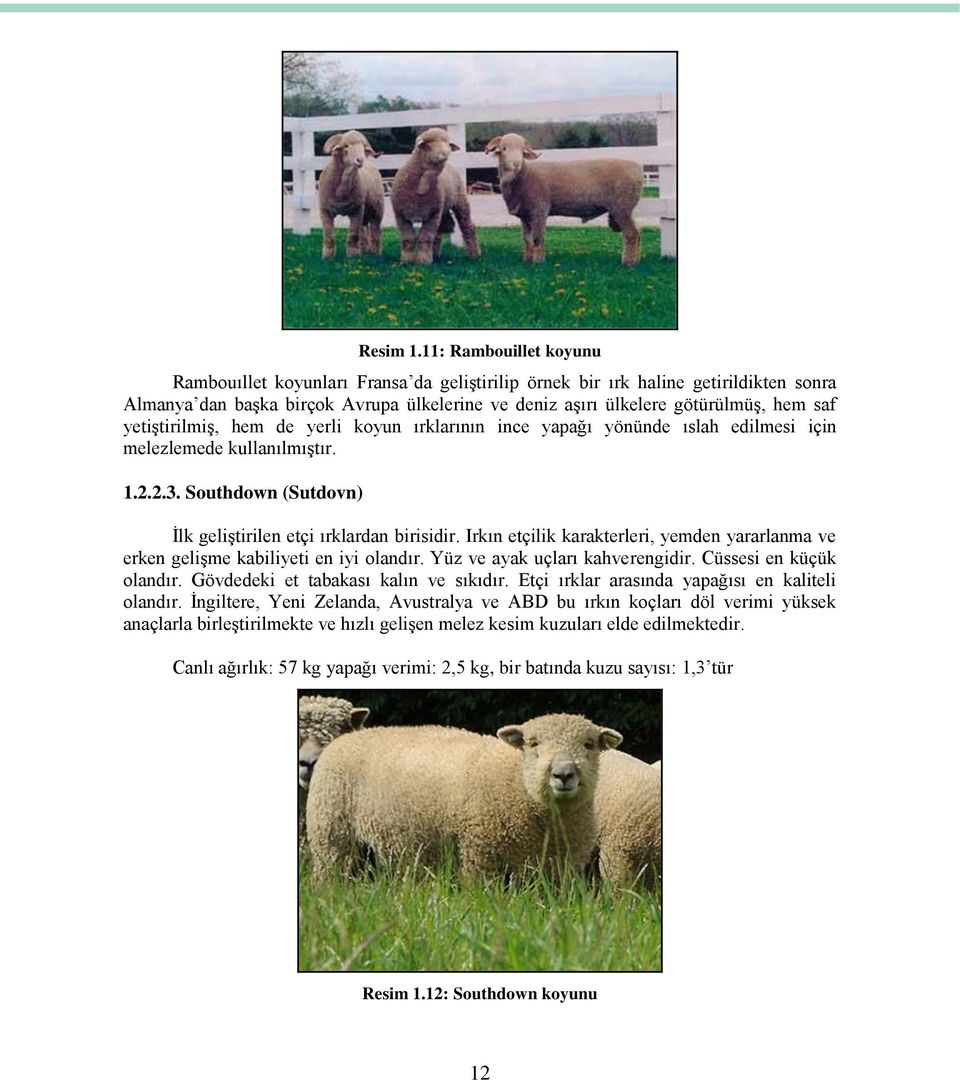 yetiştirilmiş, hem de yerli koyun ırklarının ince yapağı yönünde ıslah edilmesi için melezlemede kullanılmıştır. 1.2.2.3. Southdown (Sutdovn) İlk geliştirilen etçi ırklardan birisidir.
