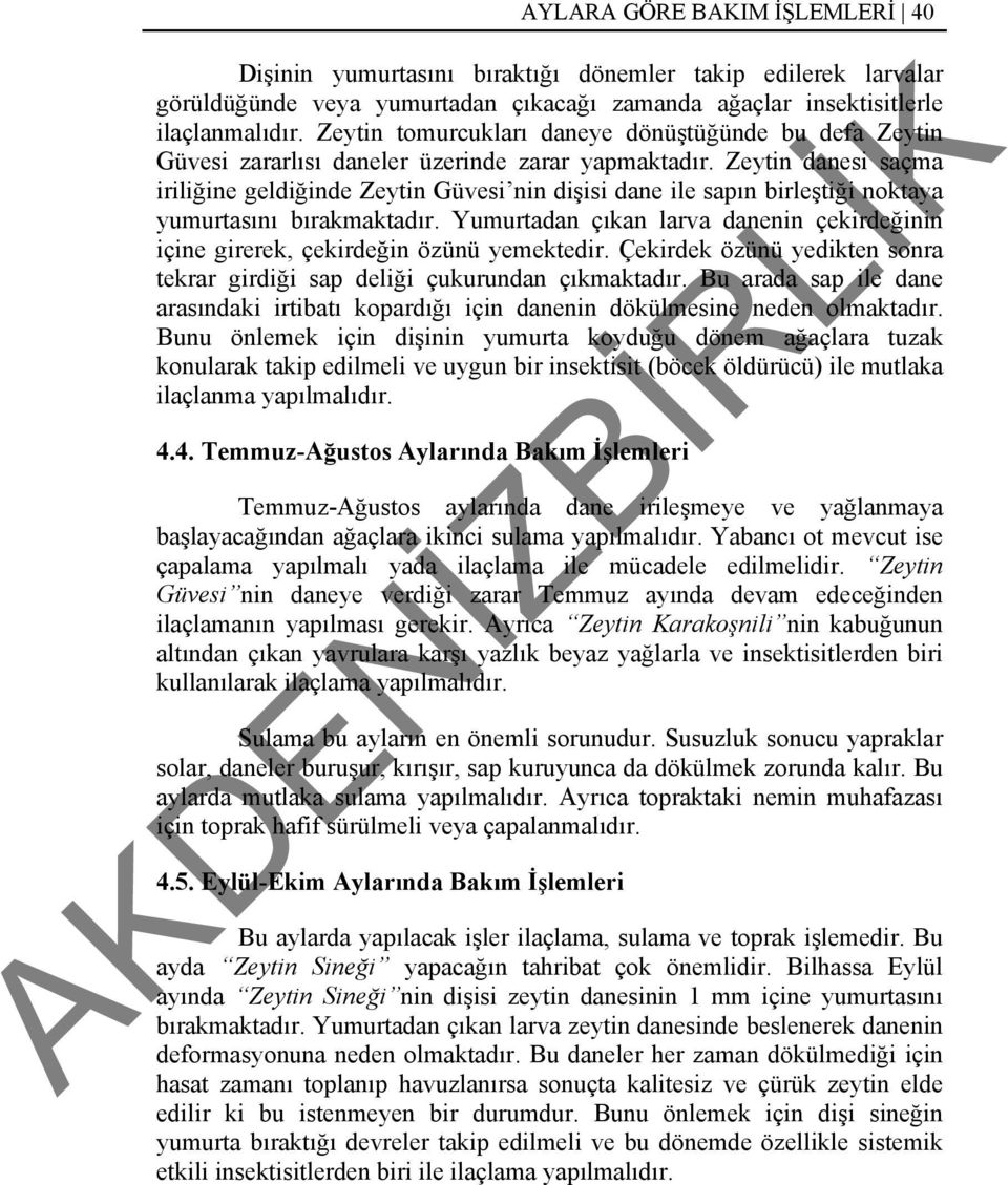 Zeytin danesi saçma iriliğine geldiğinde Zeytin Güvesi nin dişisi dane ile sapın birleştiği noktaya yumurtasını bırakmaktadır.