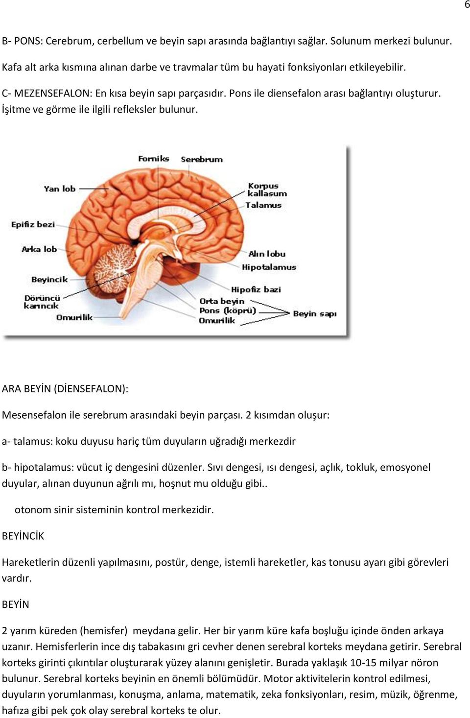 ARA BEYİN (DİENSEFALON): Mesensefalon ile serebrum arasındaki beyin parçası.