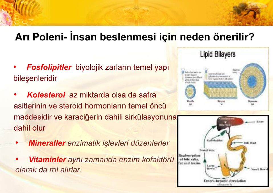 da safra asitlerinin ve steroid hormonların temel öncü maddesidir ve karaciğerin dahili