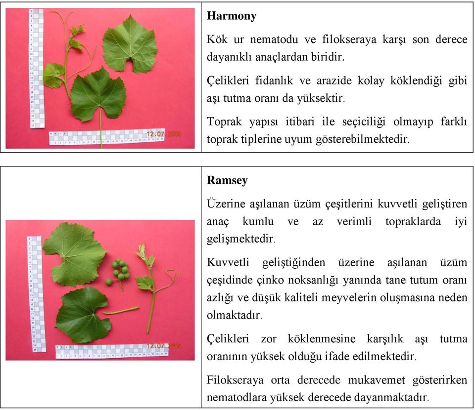 Ramsey Üzerine aşılanan üzüm çeşitlerini kuvvetli geliştiren anaç kumlu ve az verimli topraklarda iyi gelişmektedir.