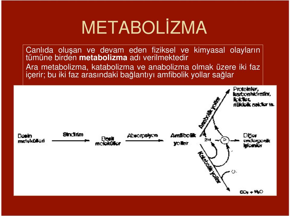 verilmektedir Ara metabolizma, katabolizma ve anabolizma