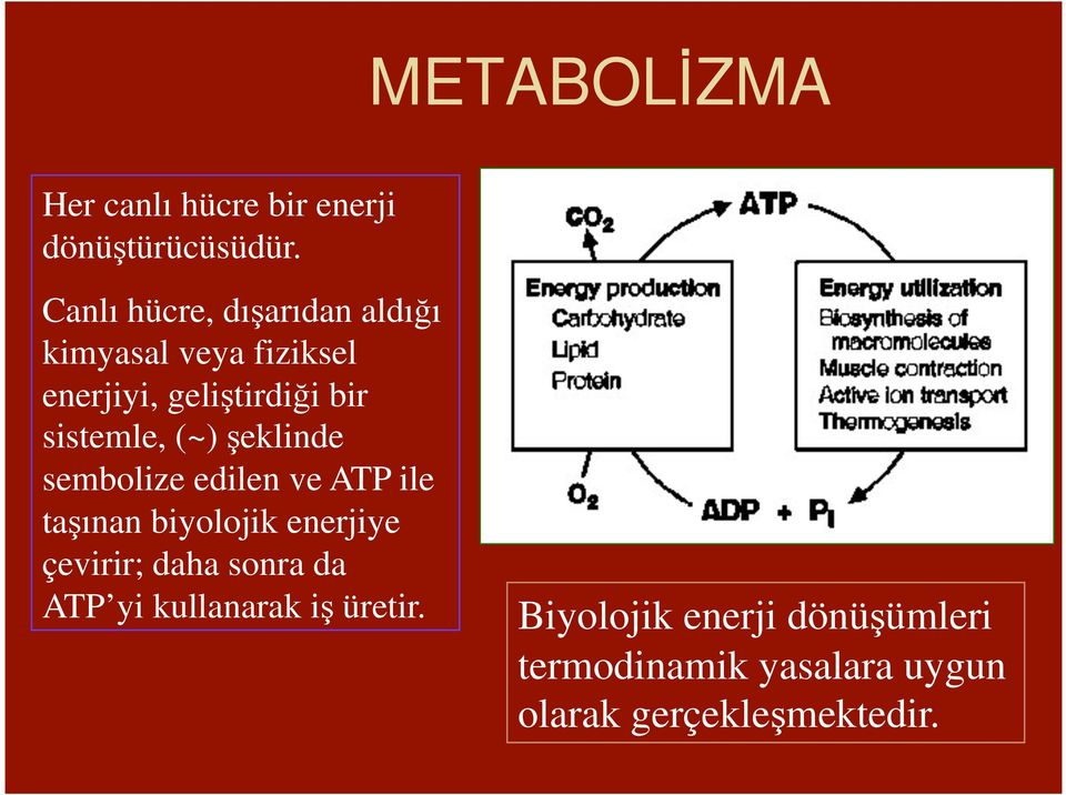 sistemle, (~) eklinde sembolize edilen ve ATP ile ta ınan biyolojik enerjiye çevirir;