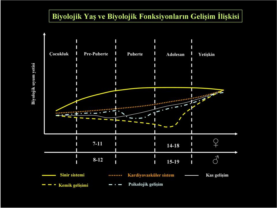 Biyolojik uyum yetisi 7-11 14-18 8-12 15-19 Sinir sistemi