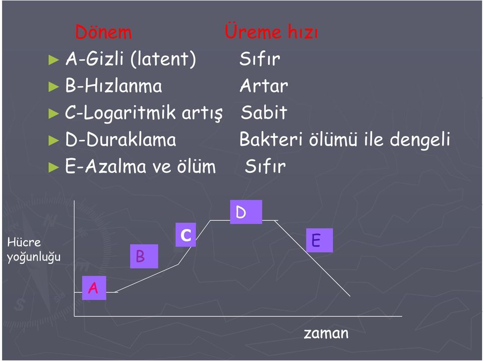 D-Duraklama Bakteri ölümü ile dengeli