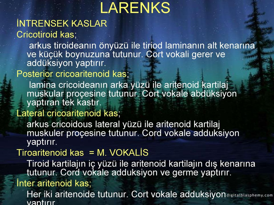 Lateral cricoaritenoid kas; arkus cricoidous lateral yüzü ile aritenoid kartilaj muskuler proçesine tutunur. Cord vokale adduksiyon yaptırır. Tiroaritenoid kas = M.