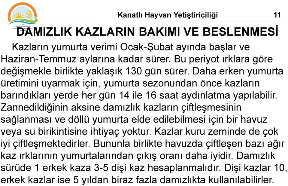 Daha erken yumurta üretimini uyarmak için, yumurta sezonundan önce kazların barındıkları yerde her gün 14 ile 16 saat aydınlatma yapılabilir.