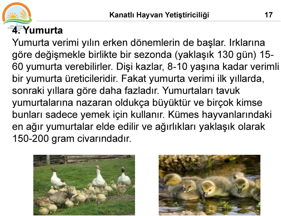 Dişi kazlar, 8-10 yaşına kadar verimli bir yumurta üreticileridir. Fakat yumurta verimi ilk yıllarda, sonraki yıllara göre daha fazladır.