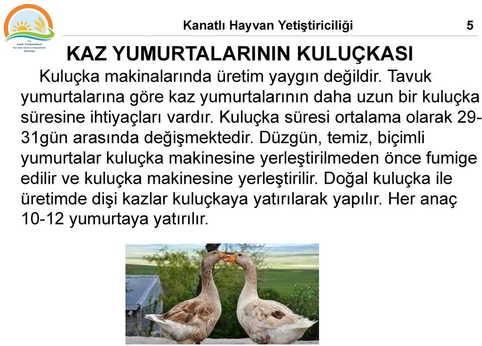 Kuluçka süresi ortalama olarak 29-31gün arasında değişmektedir.