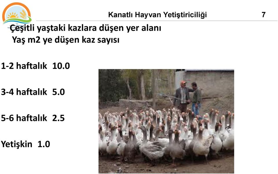 10.0 3-4 haftalık 5.0 5-6 haftalık 2.