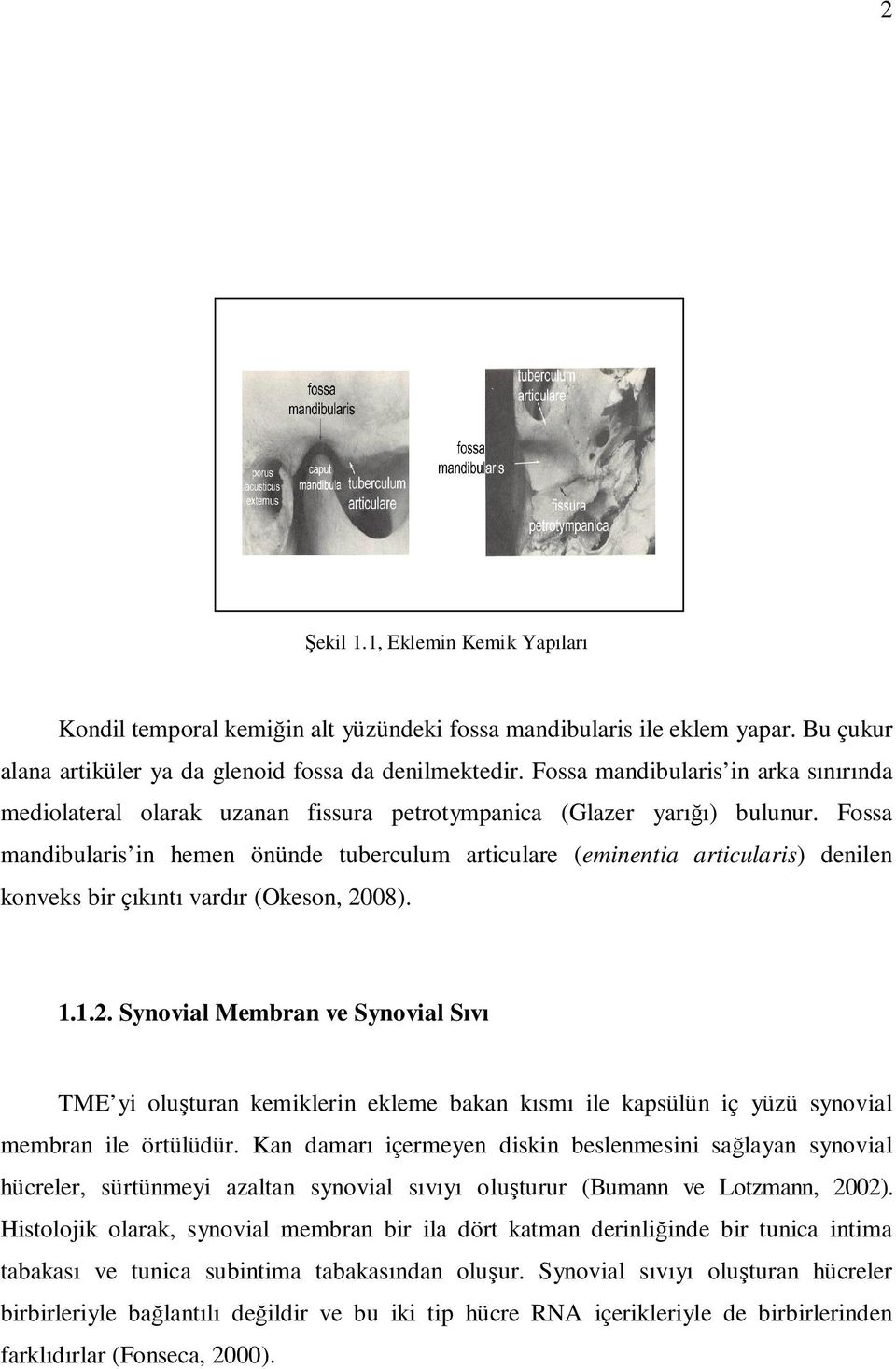 Fossa mandibularis in hemen önünde tuberculum articulare (eminentia articularis) denilen konveks bir çıkıntı vardır (Okeson, 20