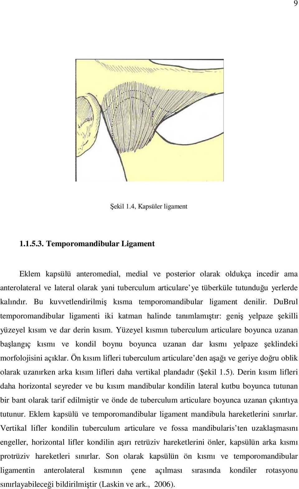 kalındır. Bu kuvvetlendirilmiş kısma temporomandibular ligament denilir. DuBrul temporomandibular ligamenti iki katman halinde tanımlamıştır: geniş yelpaze şekilli yüzeyel kısım ve dar derin kısım.