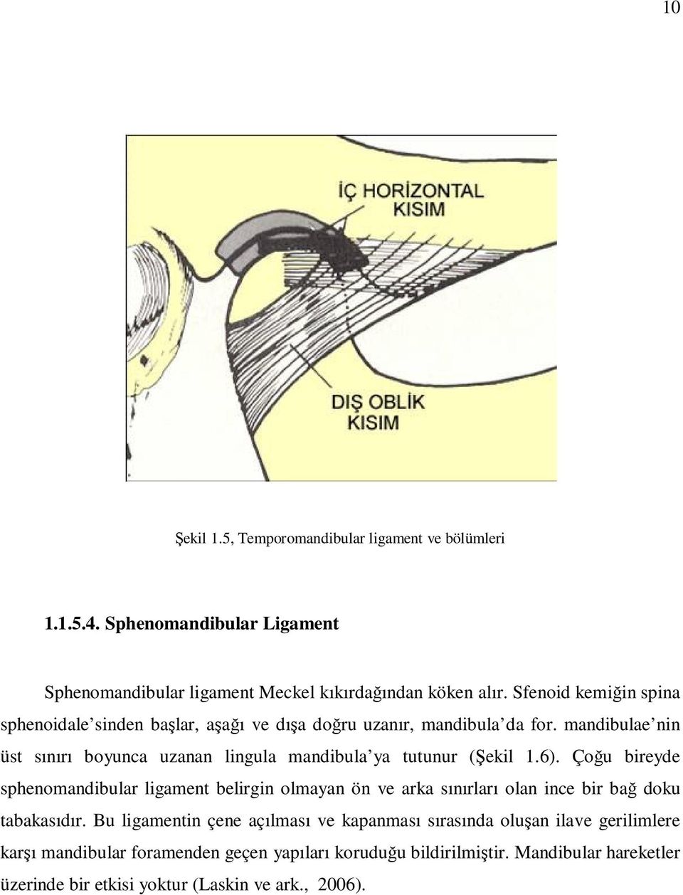 mandibulae nin üst sınırı boyunca uzanan lingula mandibula ya tutunur (Şekil 1.6).