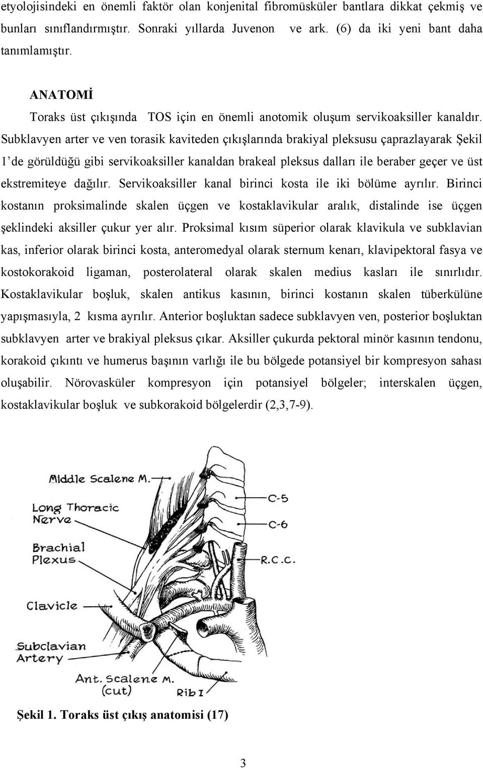 Subklavyen arter ve ven torasik kaviteden çıkışlarında brakiyal pleksusu çaprazlayarak Şekil 1 de görüldüğü gibi servikoaksiller kanaldan brakeal pleksus dalları ile beraber geçer ve üst ekstremiteye
