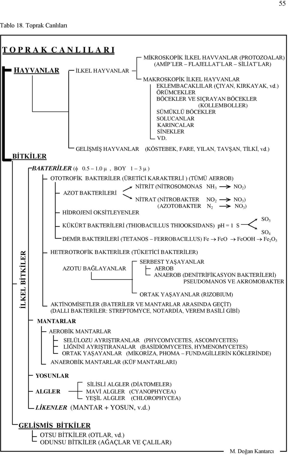 HAYVANLAR EKLEMBACAKLILAR (ÇIYAN, KIRKAYAK, vd.) ÖRÜMCEKLER BÖCEKLER VE SIÇRAYAN BÖCEKLER (KOLLEMBOLLER) SÜMÜKLÜ BÖCEKLER SOLUCANLAR KARINCALAR SİNEKLER VD. (KÖSTEBEK, FARE, YILAN, TAVŞAN, TİLKİ, vd.