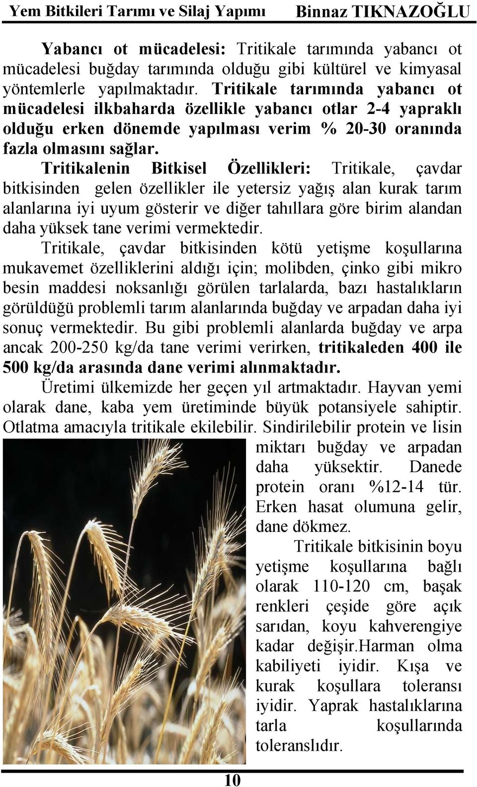 Tritikalenin Bitkisel Özellikleri: Tritikale, çavdar bitkisinden gelen özellikler ile yetersiz yağış alan kurak tarım alanlarına iyi uyum gösterir ve diğer tahıllara göre birim alandan daha yüksek